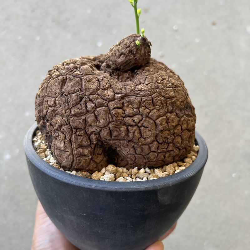 ステファニア スベローサ 発根発芽 鉢付 ステファニア スベローサ 発根発芽 鉢付