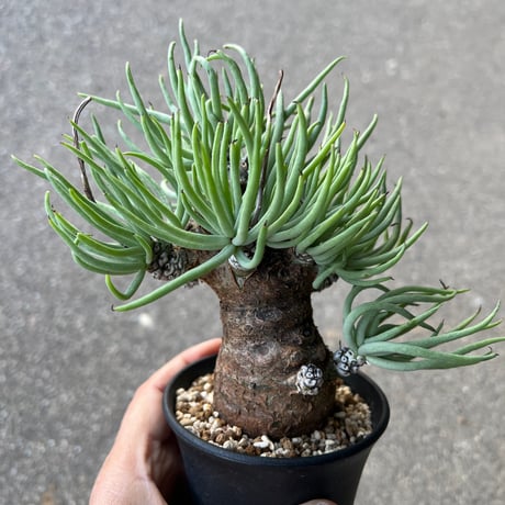 ペアルソニー | STORES