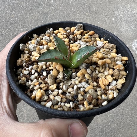 アガベ チタノタ 'シーザー'  子株