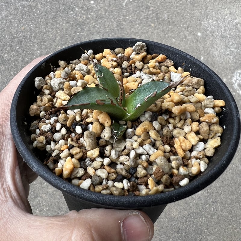 アガベ チタノタ 'シーザー' 子株 | STELLA.PLANTS アガベ チタノタ 'シーザー' 子株 | STELLA.PLANTS