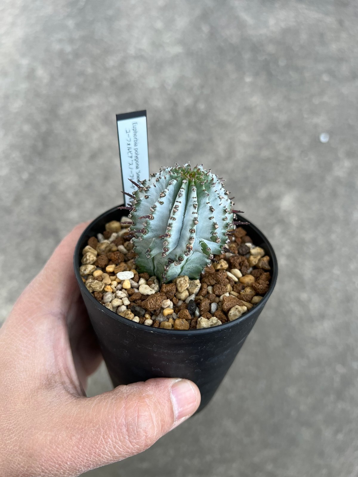 ユーフォルビア ポリゴナ スノーフレーク ホリダ 3寸 ユーフォルビア