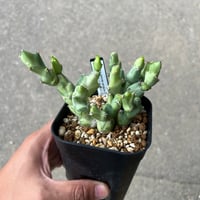 ユーフォルビア クリビコラ錦