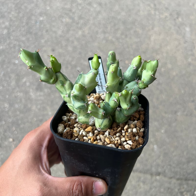 ユーフォルビア クリビコラ錦 | STELLA.PLANTS