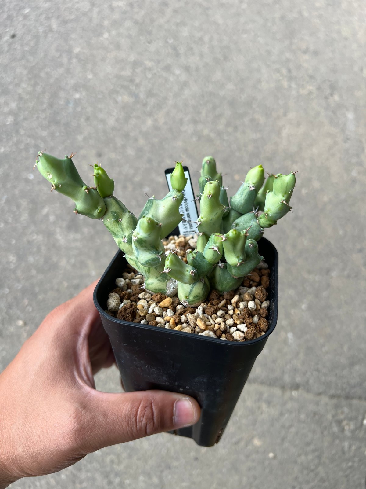BS023 ユーフォルビア・クリビコラ 斑入り ユーフォルビア クリビコラ錦 | STELLA.PLANTS