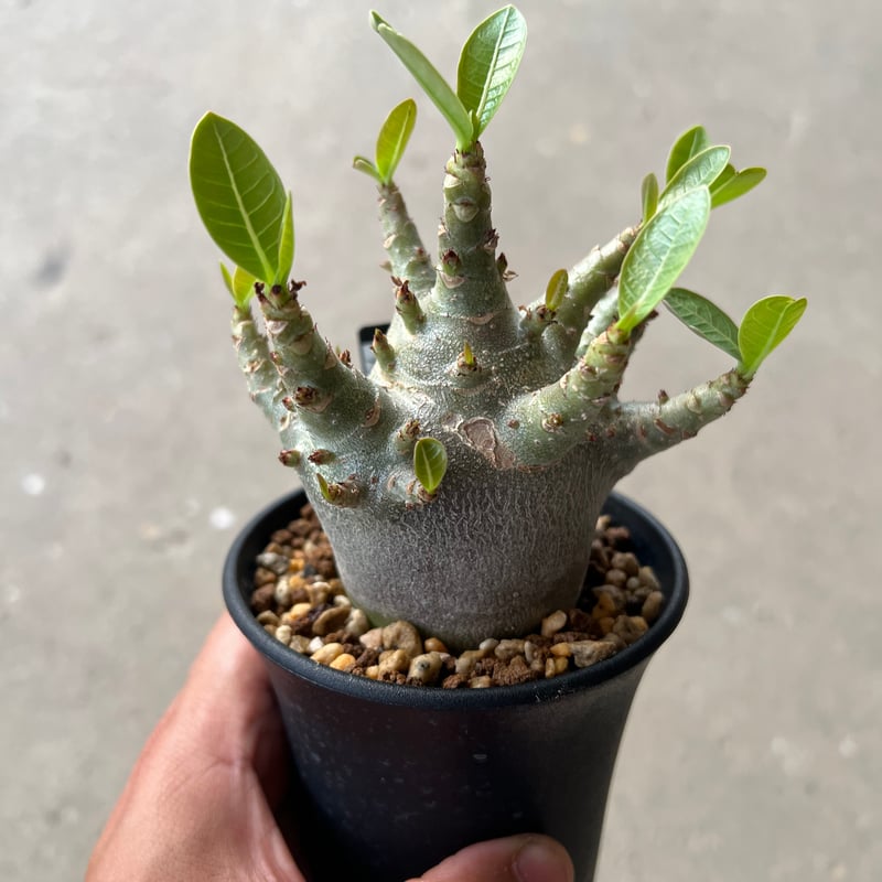 【激レア/ブラックスキン/ドワーフ 】アデニウム スーパーレッド A-1 鉢植え 激レア/ブラックスキン/ドワーフ 】アデニウム スーパーレッド A