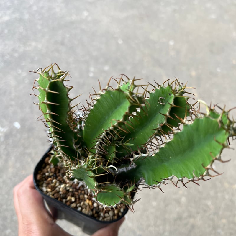 ユーフォルビア ムランジーナ3 | STELLA.PLANTS
