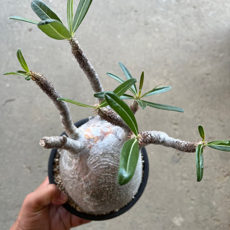 パキポディウム・グラキリス⑫ パキポディウム グラキリス-PG294 | Supervoid Caudex