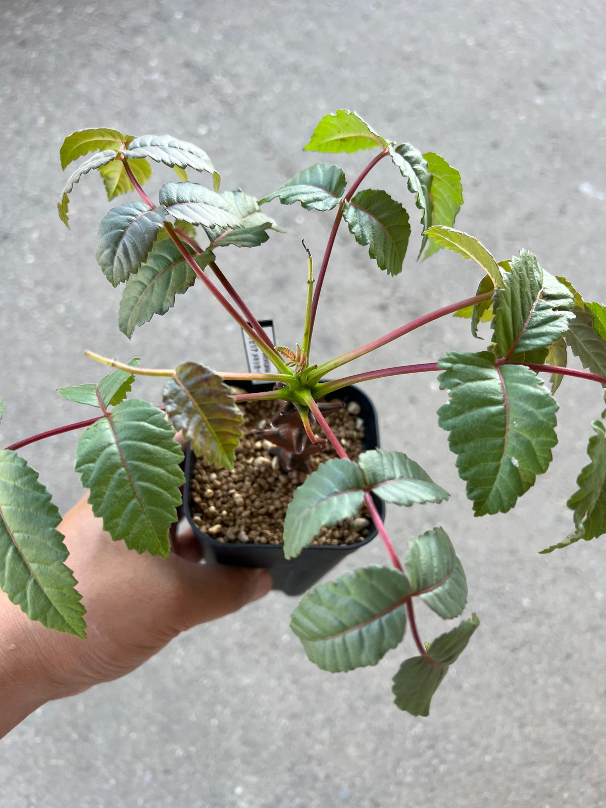 ベイセリア メキシカーナ | STELLA.PLANTS ベイセリア メキシカーナ | STELLA.PLANTS