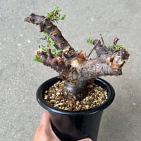 パキポディウム アンボンゲンセ2 | STELLA.PLANTS