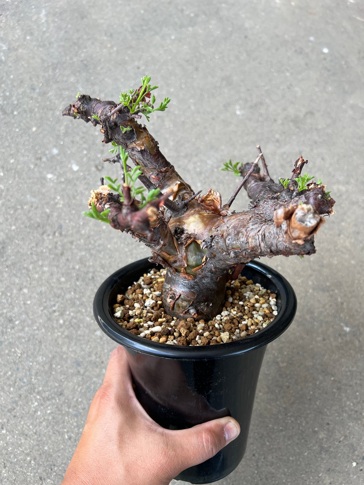 【にゃーは】コミフォラ ボラネンシス Commiphora boranensis コミフォラ ボラネンシス | Wild Fauna