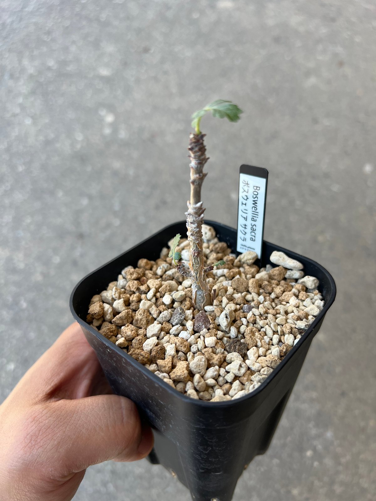 ボスウェリア　サクラ　多分岐 ボスウェリア サクラ （フランキンセンス）🪴 種子から次々発芽