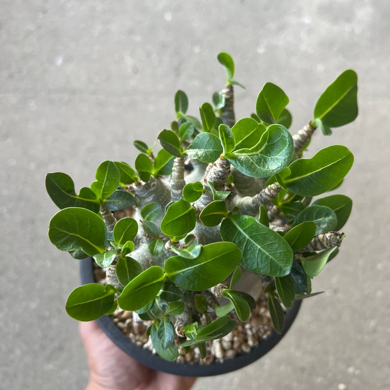 アデニウム アラビカム スーパードワーフ | STELLA.PLANTS