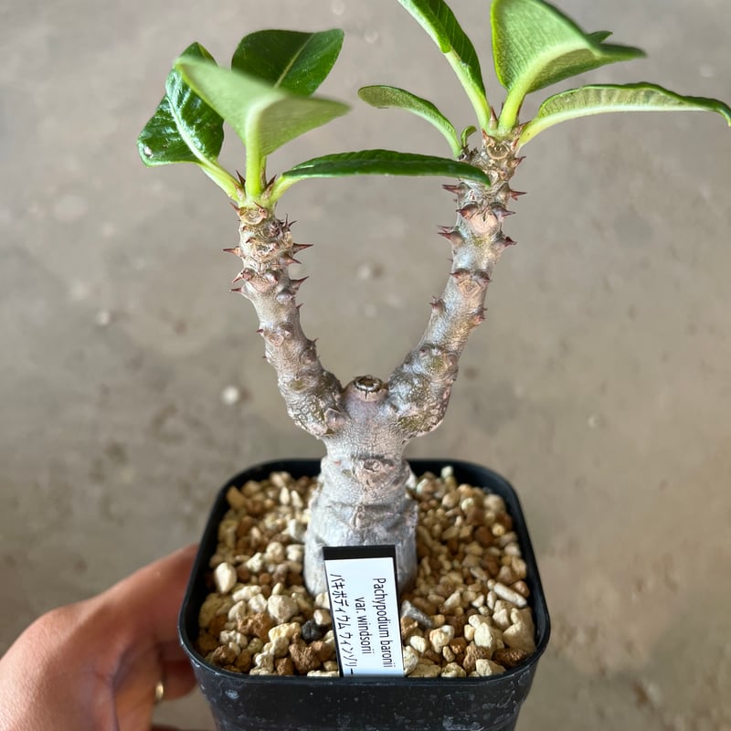 パキポディウムウィンゾリー③ パキポディウムウィンゾリー③