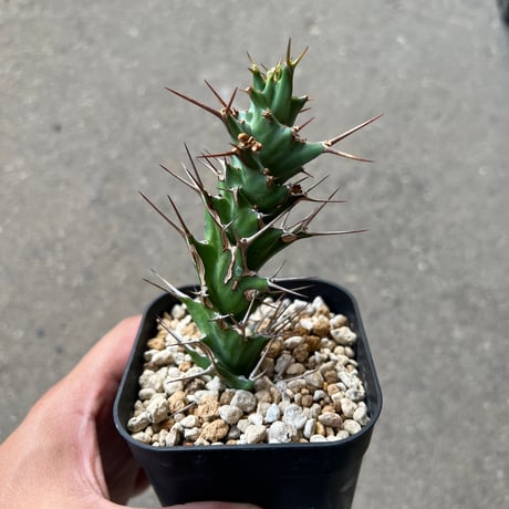 YOSITAKAユーフォルビアセット YOSITAKAユーフォルビアセット YOSITAKA様専用ユーフォルビアセット