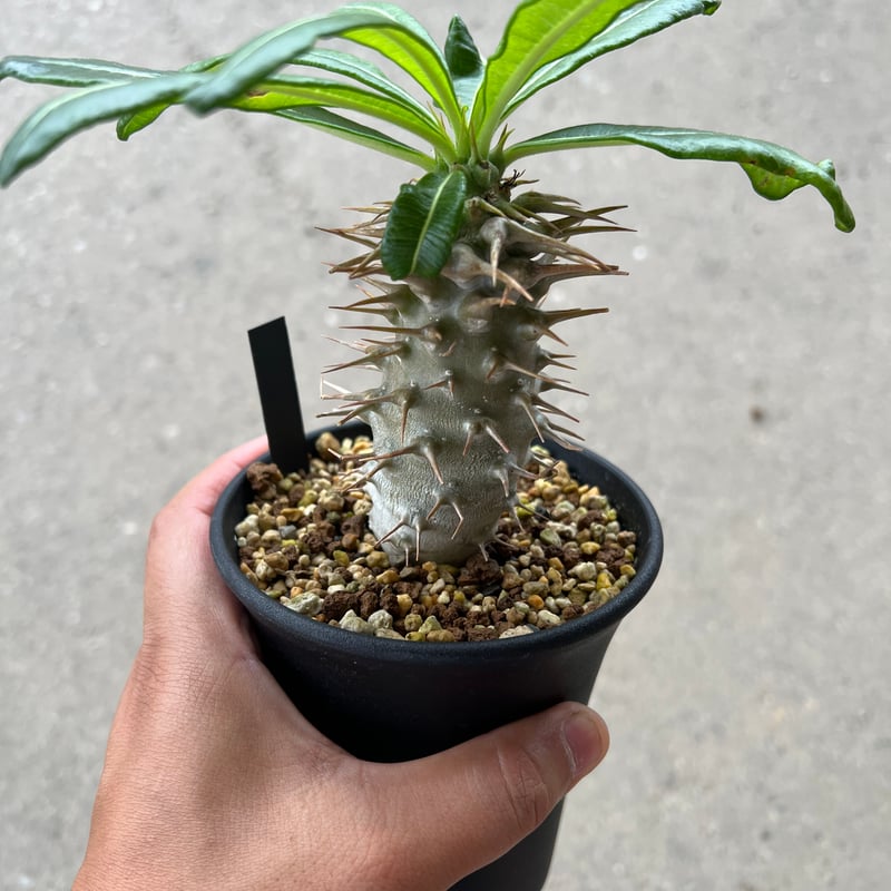 み*中様 美形 パキポディウム・アンボンゲンセ パキポディウム・アンボンゲンセ pseudoternata（偽の三本（刺