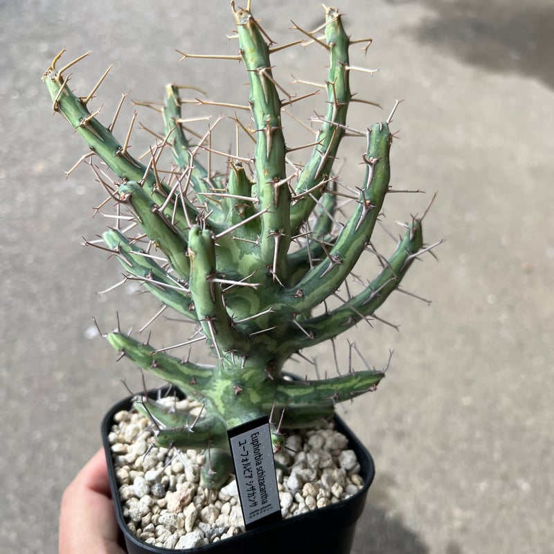 ※サケビクニン購入枠 PS7963-80XAB-MW2 浄水シャワー | じぶんシャワーが見つかる