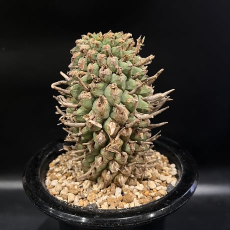 ユーフォルビア スコエランディ　闘牛角