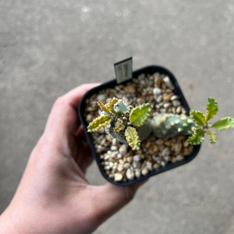 ドルステニア ラブラニー 【高さ20cm】 ドルステニア ラブラニー 多頭