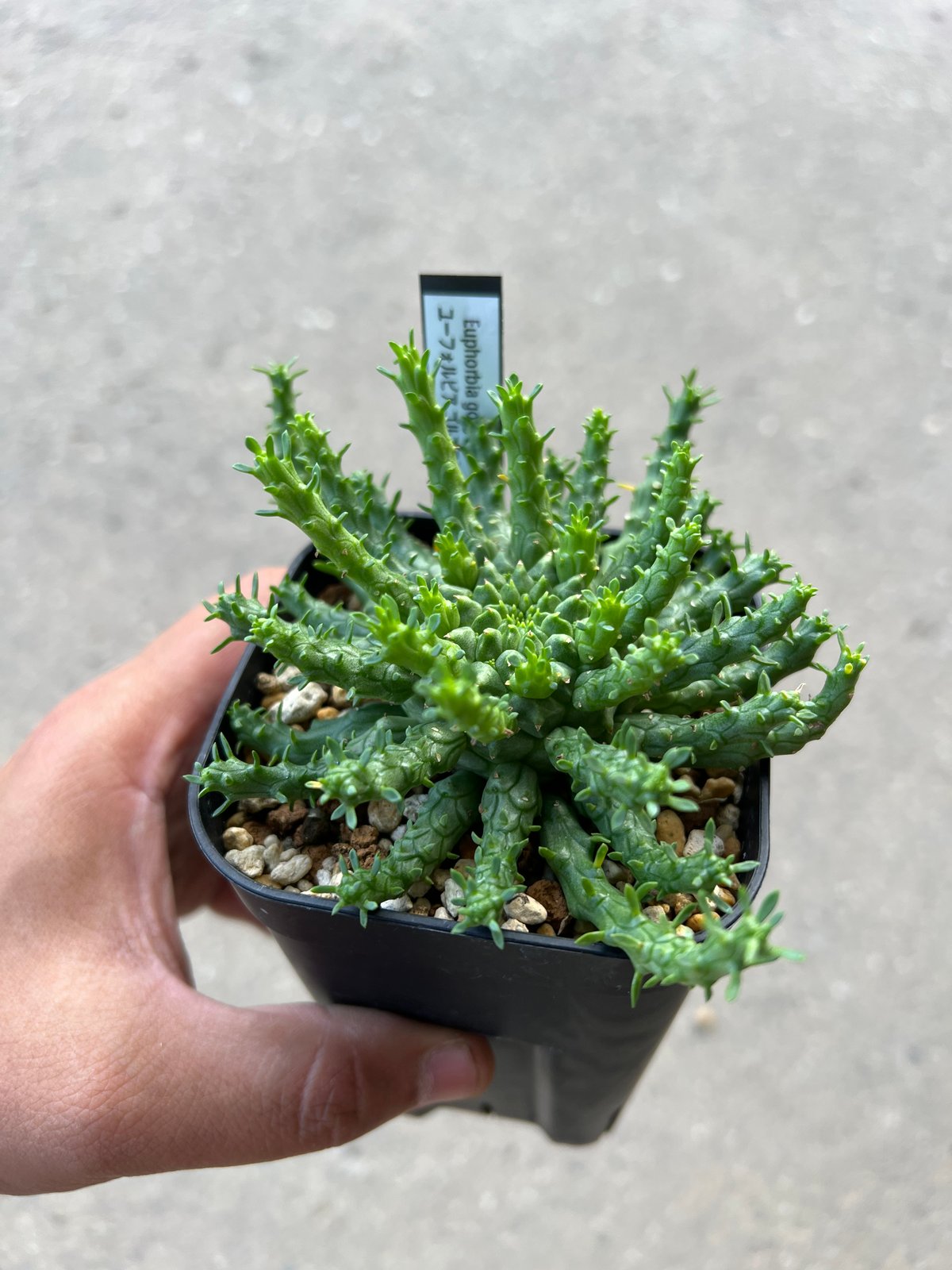 ユーフォルビア ゴルゴニス1-1 | STELLA.PLANTS