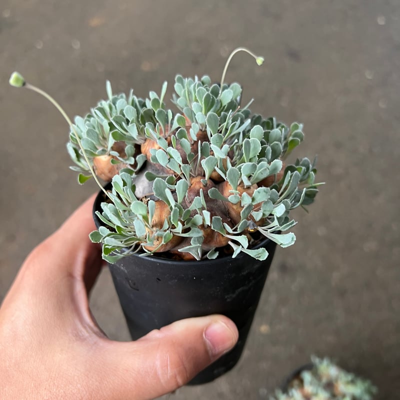 激カワ　歪なじゃがいも　オトンナ　カカリオイデス　ODDROOTS管理株 激カワ 歪なじゃがいも オトンナ カカリオイデス ODDROOTS管理株