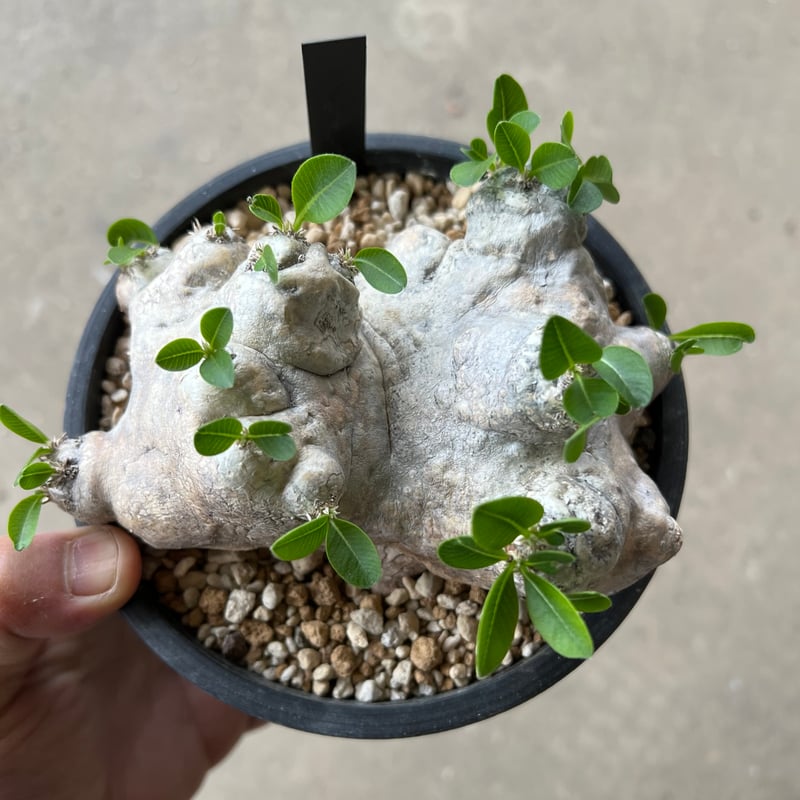 パキポディウム ブレビカウレ 恵比寿笑い | STELLA.PLANTS パキポディウム ブレビカウレ 恵比寿笑い | STELLA.PLANTS
