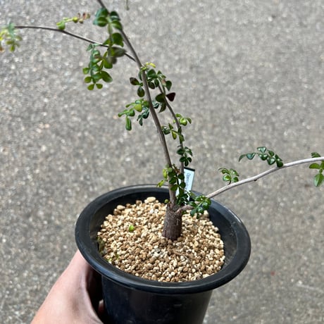 L*O様 オペルクリカリア オペルクリカリア・パキプス | 多肉植物・特別な鉢の販売 | トーキー