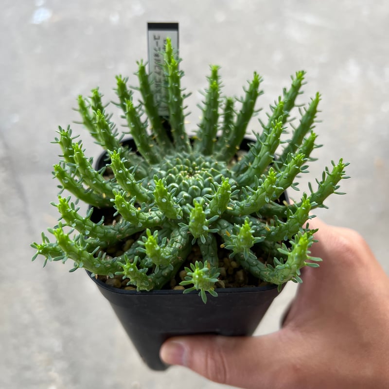 ユーフォルビア・ゴルゴニス（大） ユーフォルビア ゴルゴニス Euphorbia gorgonis No.3 | mana's