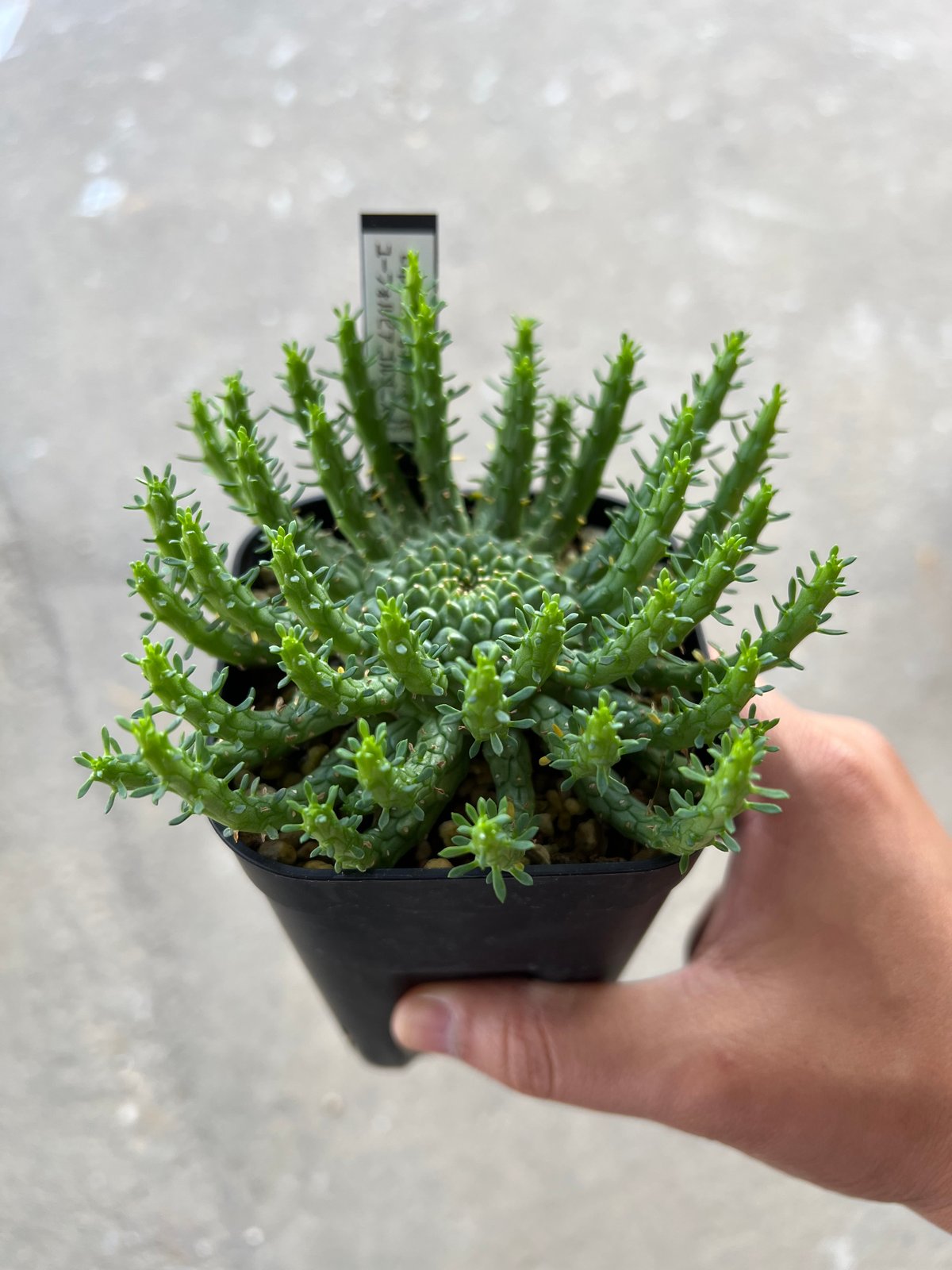 ユーフォルビア　ゴルゴニス ユーフォルビア ゴルゴニス Euphorbia gorgonis No.4 | mana's