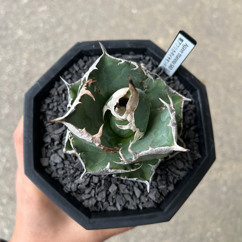 ①アガベ 南アフリカダイヤモンド SAD アガベ SAD（南アフリカダイヤモンド） | STELLA.PLANTS