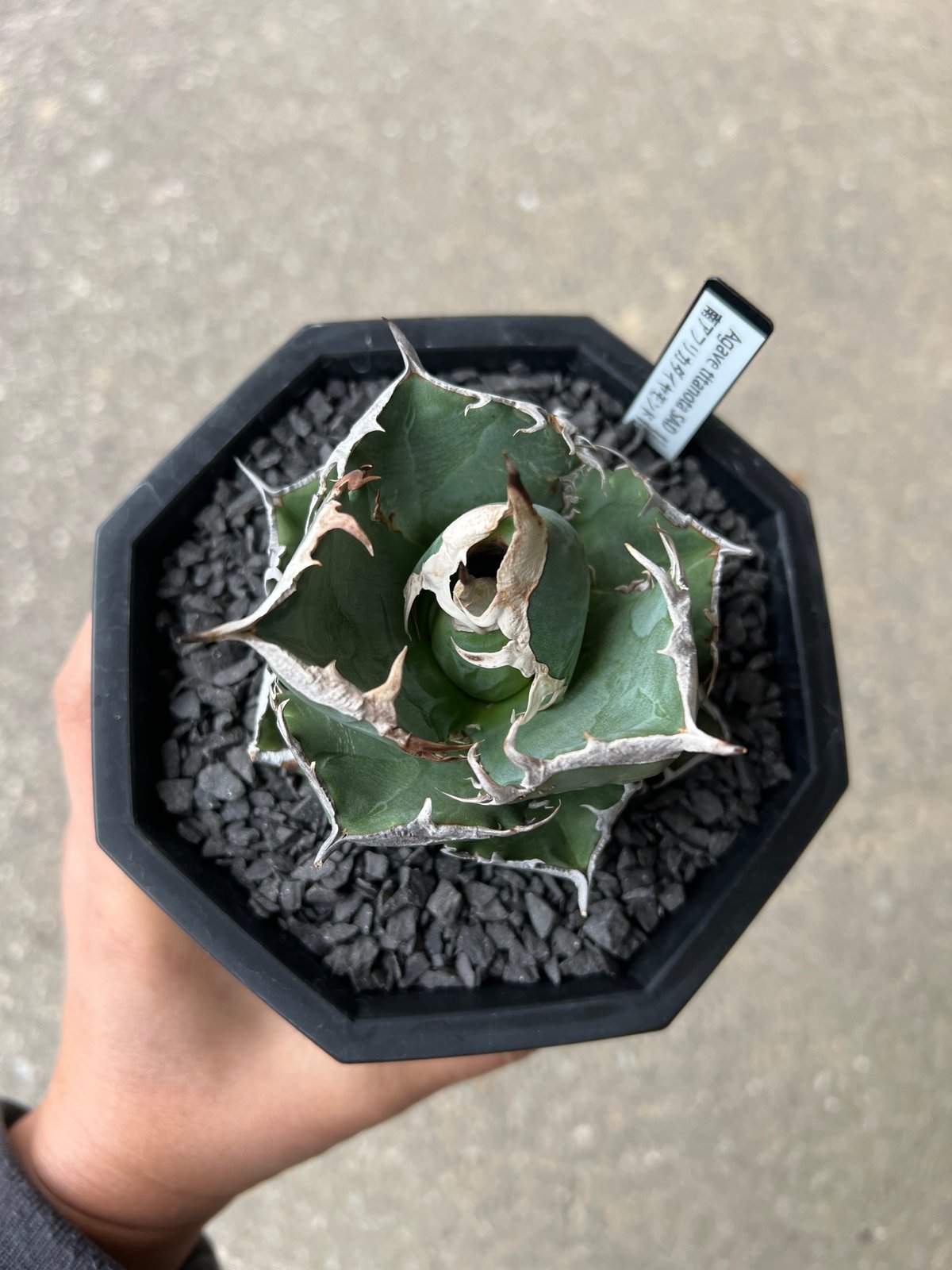 アガベ SAD　現地球 アガベ SAD 現地球 アガベ SAD（南アフリカダイヤモンド） | STELLA.PLANTS