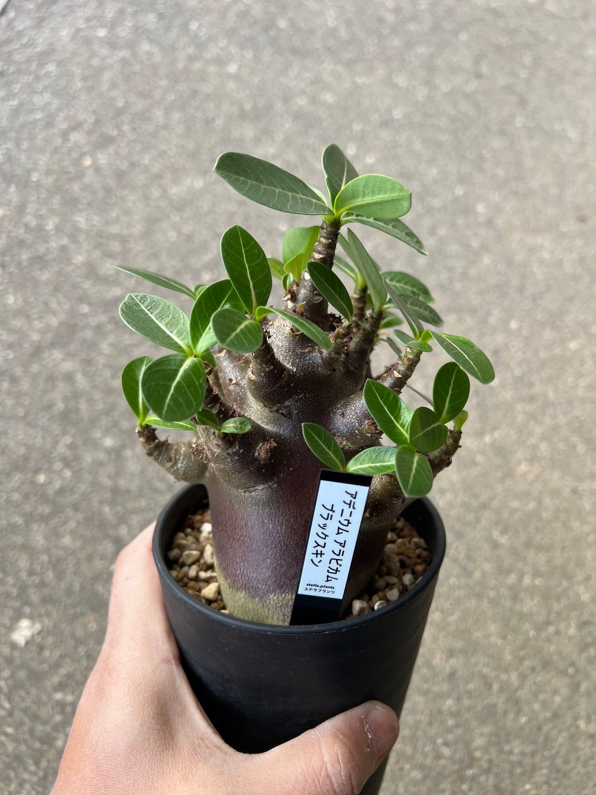 アデニウム・アラビカム・ゴールドスキン アデニウム・アラビカム・ゴールドスキン 【公式通販】