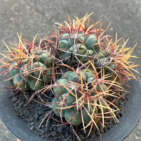 テロカクタス 緋冠竜