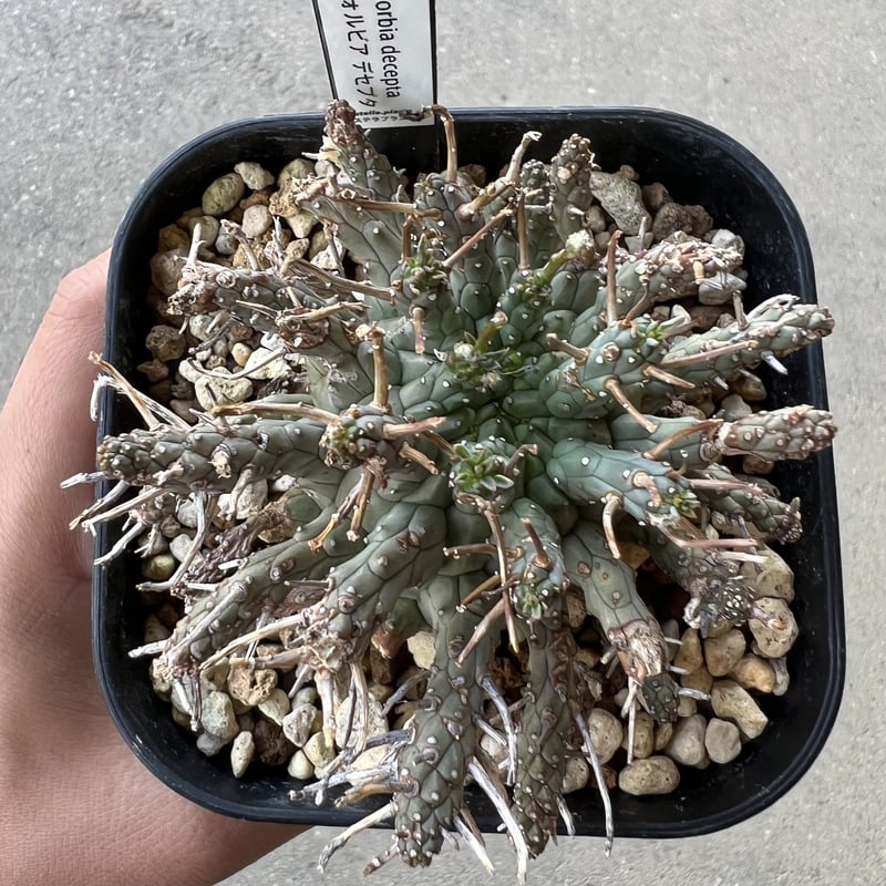 ユーフォルビア デセプタ | STELLA.PLANTS ユーフォルビア デセプタ | STELLA.PLANTS