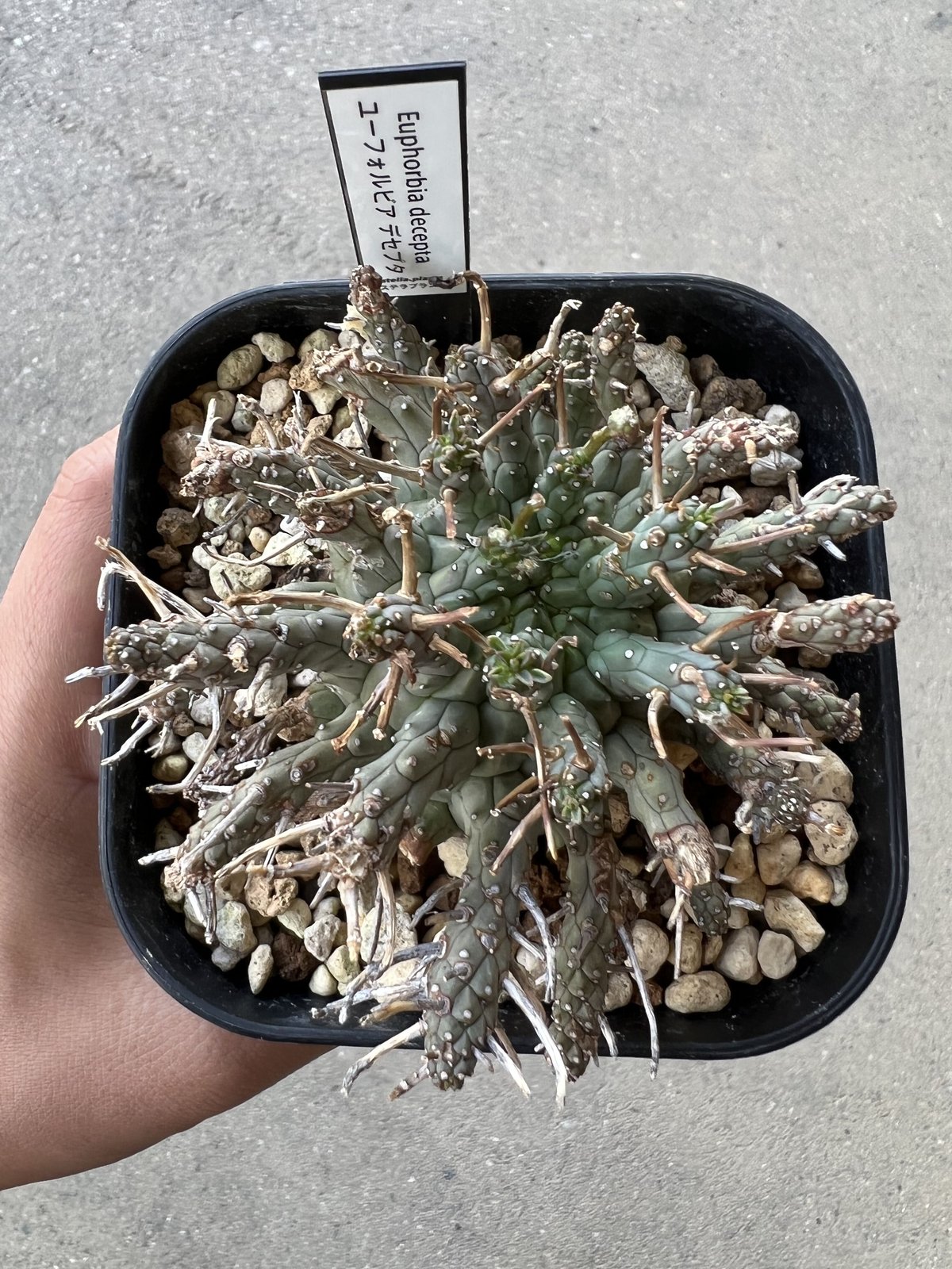 ユーフォルビア デセプタ | STELLA.PLANTS ユーフォルビア デセプタ | STELLA.PLANTS