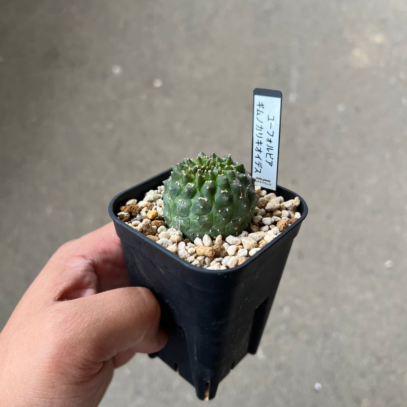 ユーフォルビア ギムノカリキオイデス1 | STELLA.PLANTS
