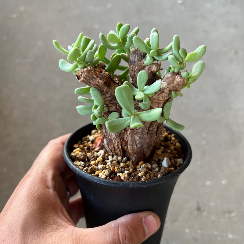 ケラリアピグマエアB実生4年目