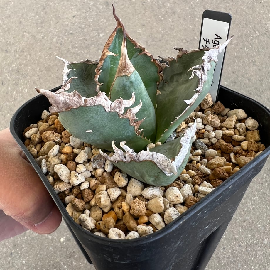 6955f9f3dacadab948d821aa