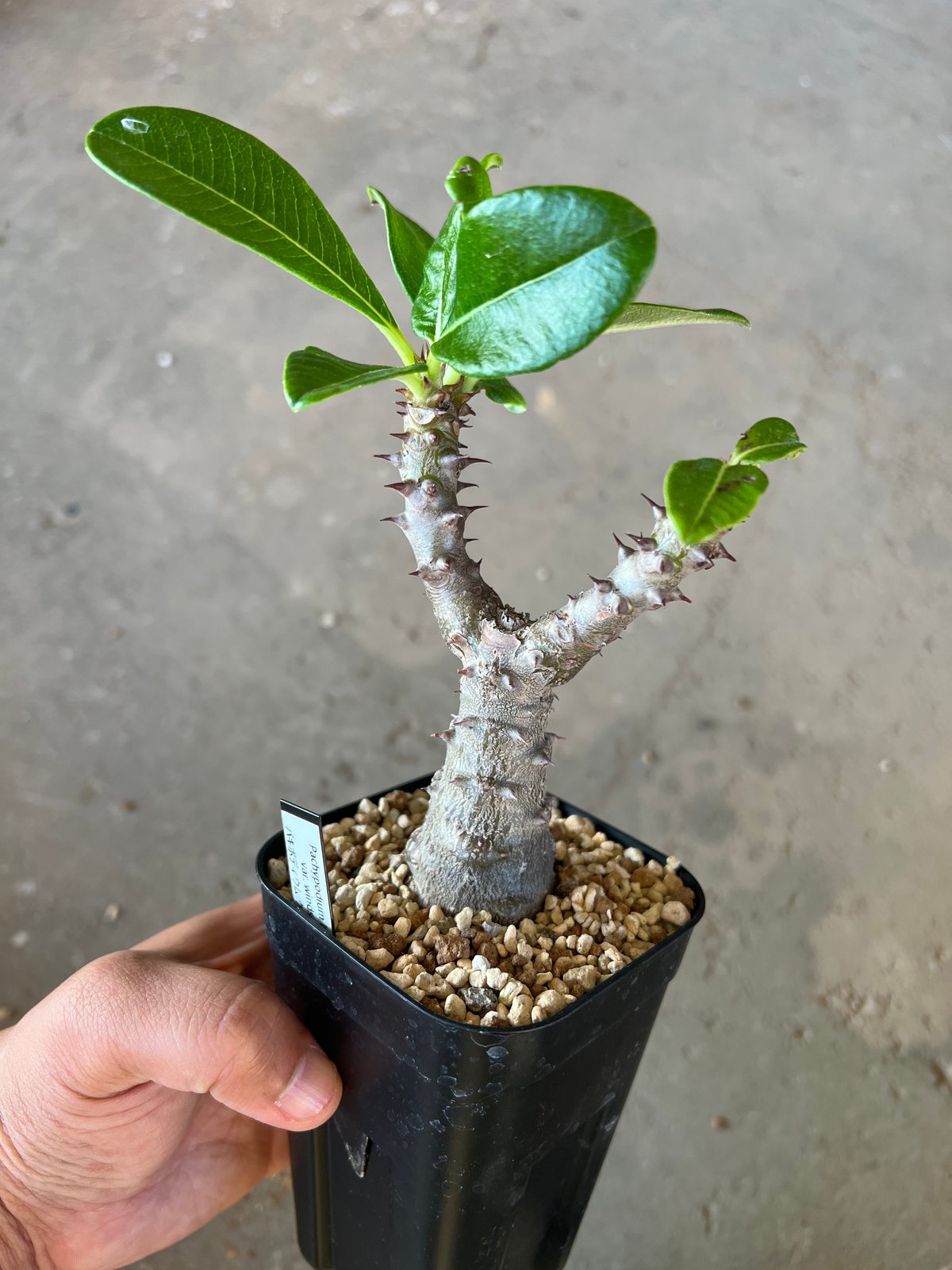 パキポディウム ウィンゾリー型フィギュア「Winzorar」（グレー） パキポディウム ウィンゾリー1 | STELLA.PLANTS