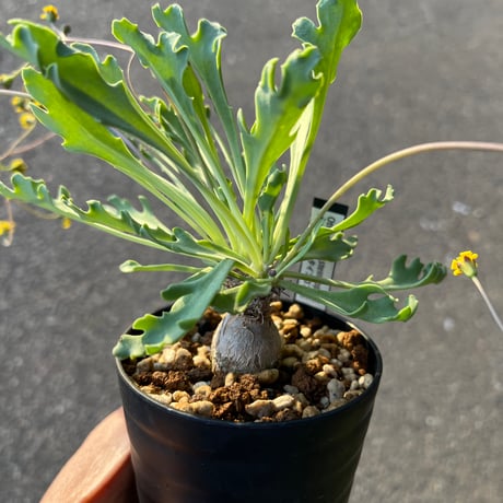 オトンナユーフォルビオイデス | STORES