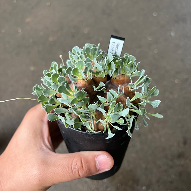 オトンナ カカリオイデス | STELLA.PLANTS オトンナ カカリオイデス | STELLA.PLANTS
