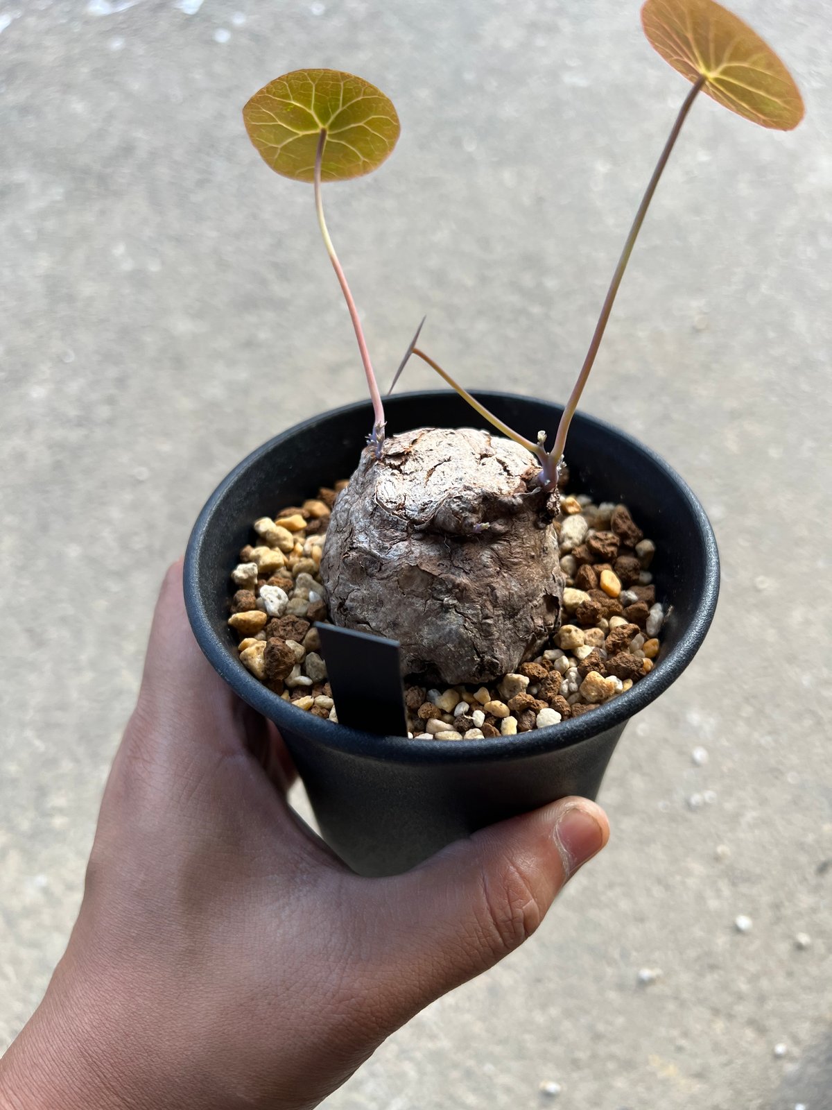 ステファニア カウィーサキー | STELLA.PLANTS