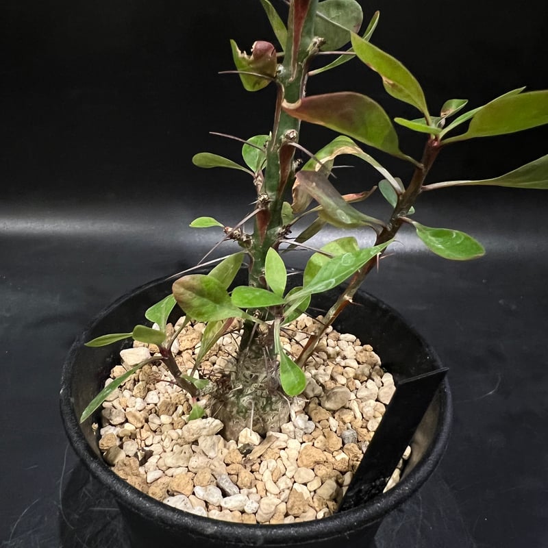 フォークイエリア ファシクラータ | STELLA.PLANTS