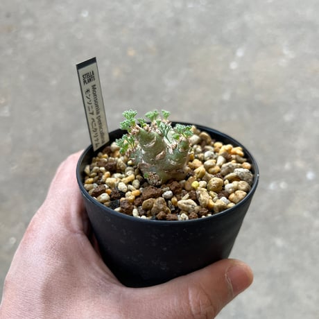 モンソニア ペニクリナム4