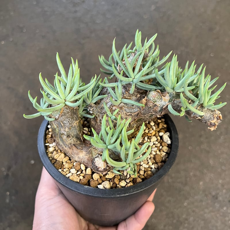 チレコドン ペアルソニー | STELLA.PLANTS チレコドン ペアルソニー | STELLA.PLANTS