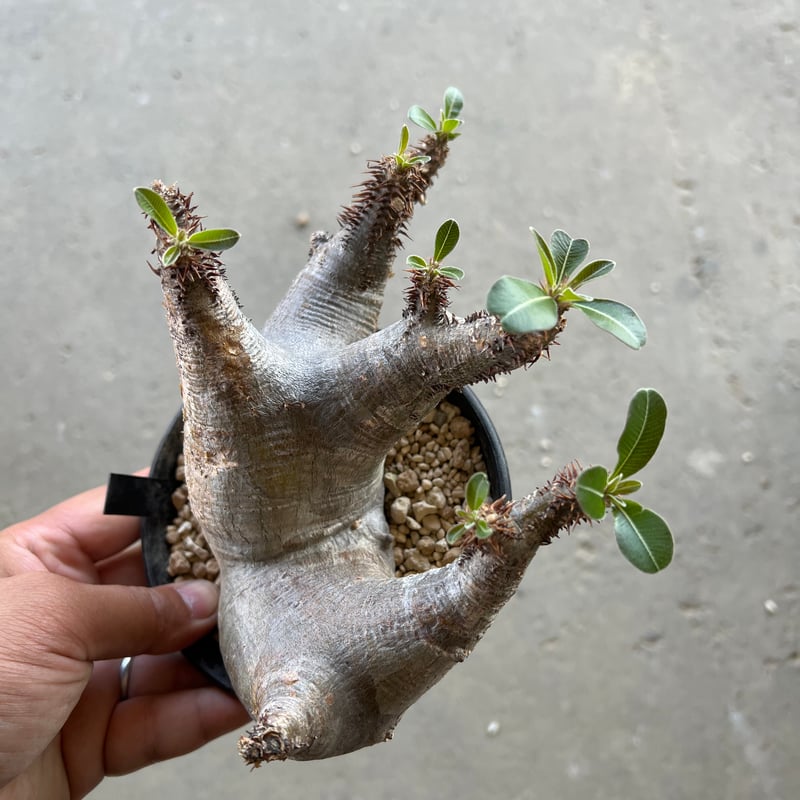 パキポディウム マカイエンセ | STELLA.PLANTS