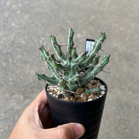 YOSITAKAユーフォルビアセット YOSITAKA様専用ユーフォルビアセット