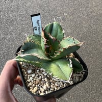 Agave 'White Fang' 3 アガベ ホワイトファング | STELLA.PLANTS