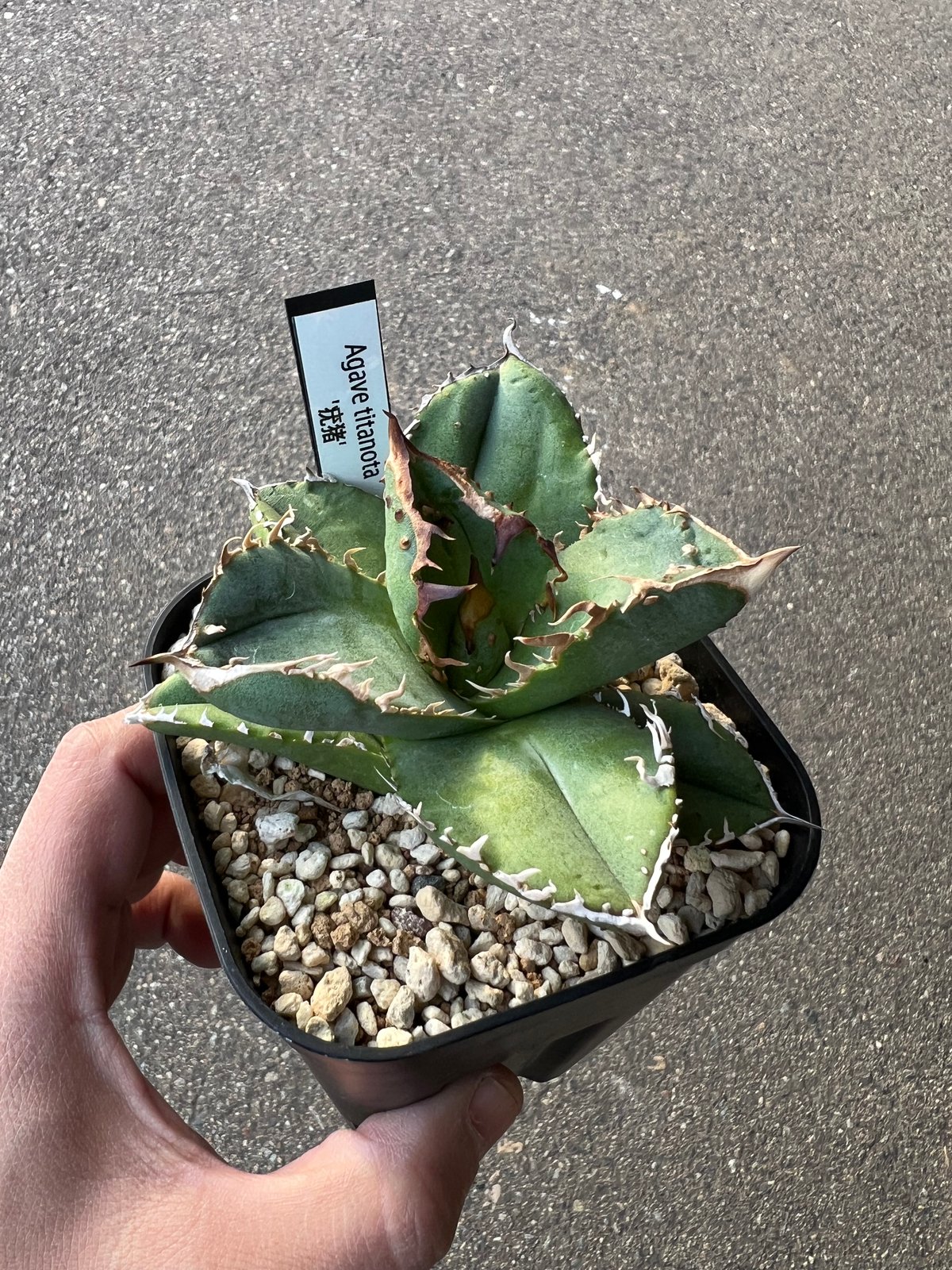 アガベ チタノタ 疣猪1 | STELLA.PLANTS