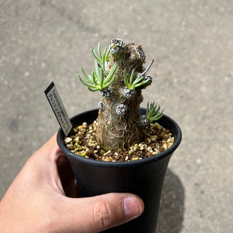 チレコドン ペアルソニー★抜き苗★ チレコドン ペアルソニー7 | STELLA.PLANTS