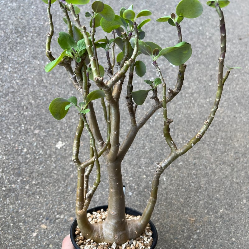 オトンナ トリプリネルビア4 | STELLA.PLANTS